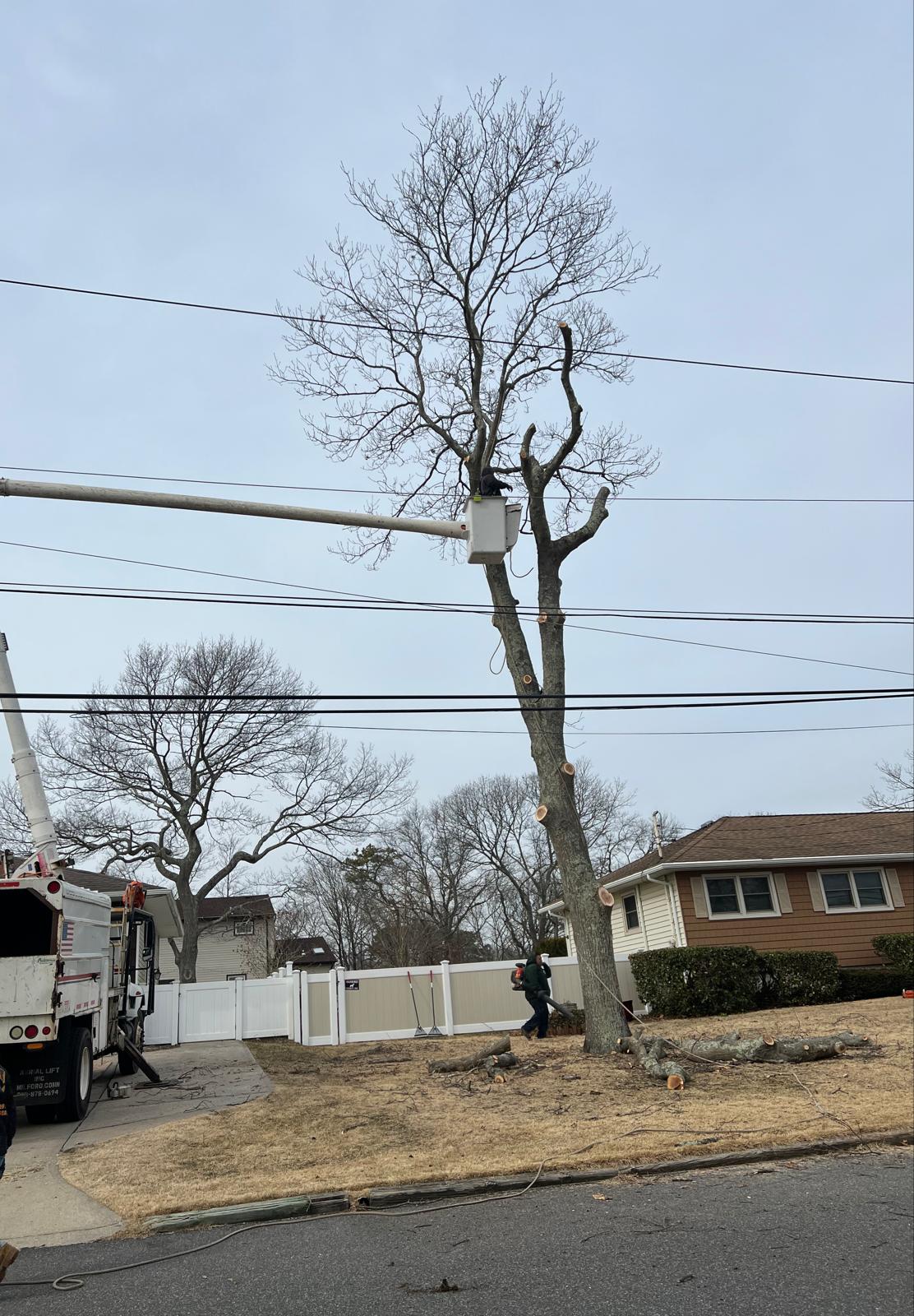 Big Brothers Tree Service Image